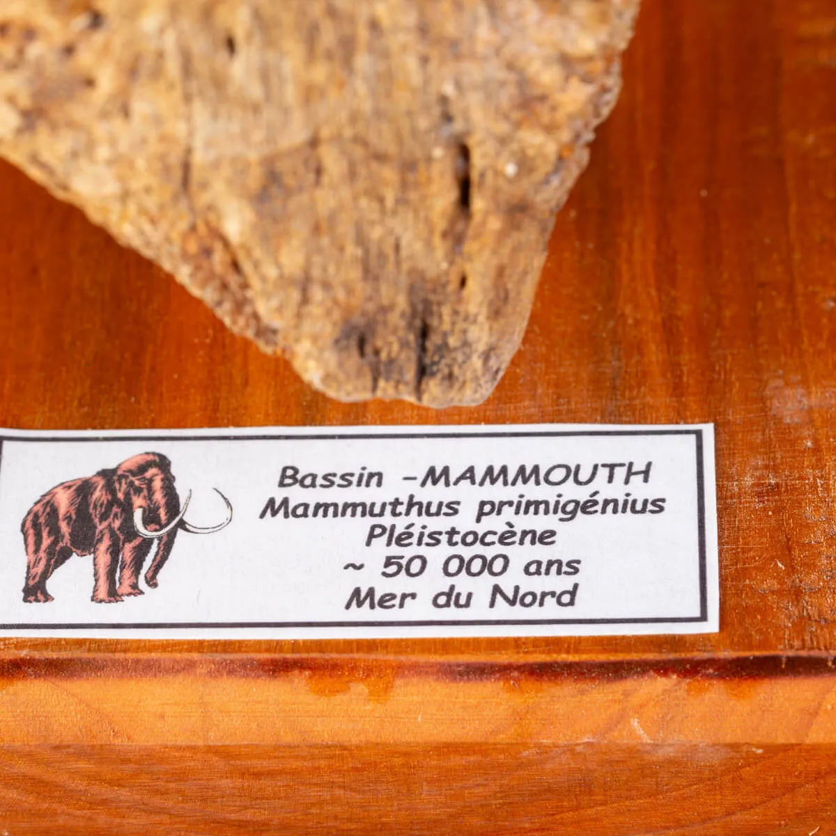 Eredità Congelata: Bacino di Mammuthus Primigenius.