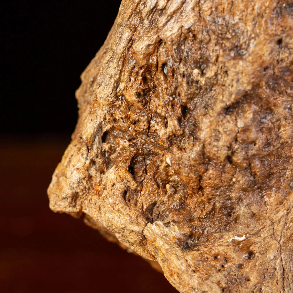 Eredità Congelata: Bacino di Mammuthus Primigenius.