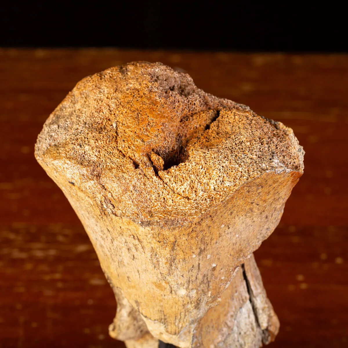 Eredità Congelata: Bacino di Mammuthus Primigenius.