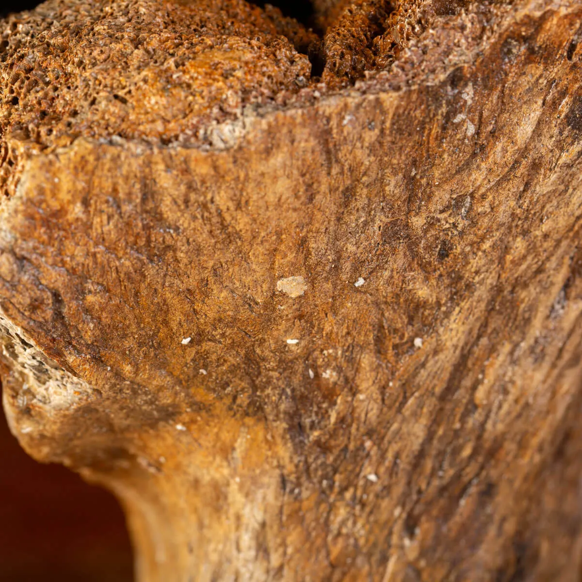 Eredità Congelata: Bacino di Mammuthus Primigenius.