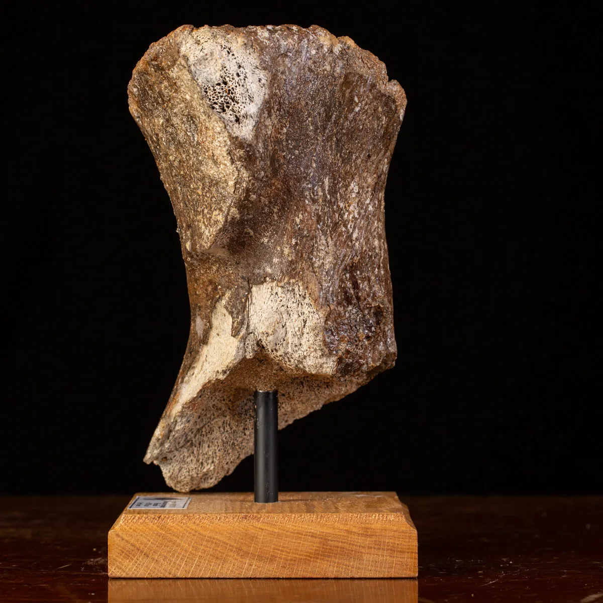 Frammenti del Passato: Bacino di Mammut Lanoso.