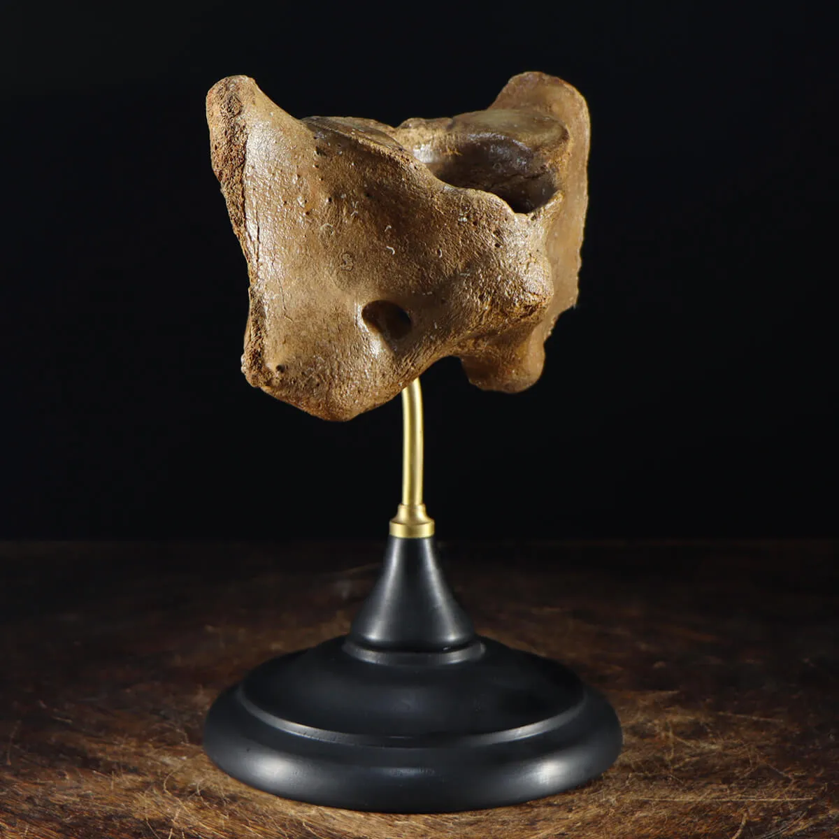 Vertebra Mammuthus Primigenius