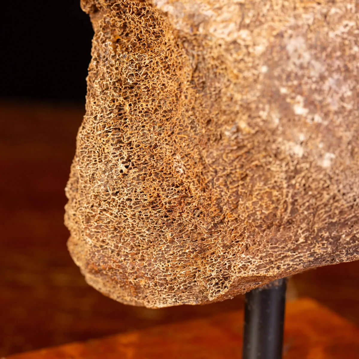 Legame di Ghiaccio: Omero di Mammuthus.