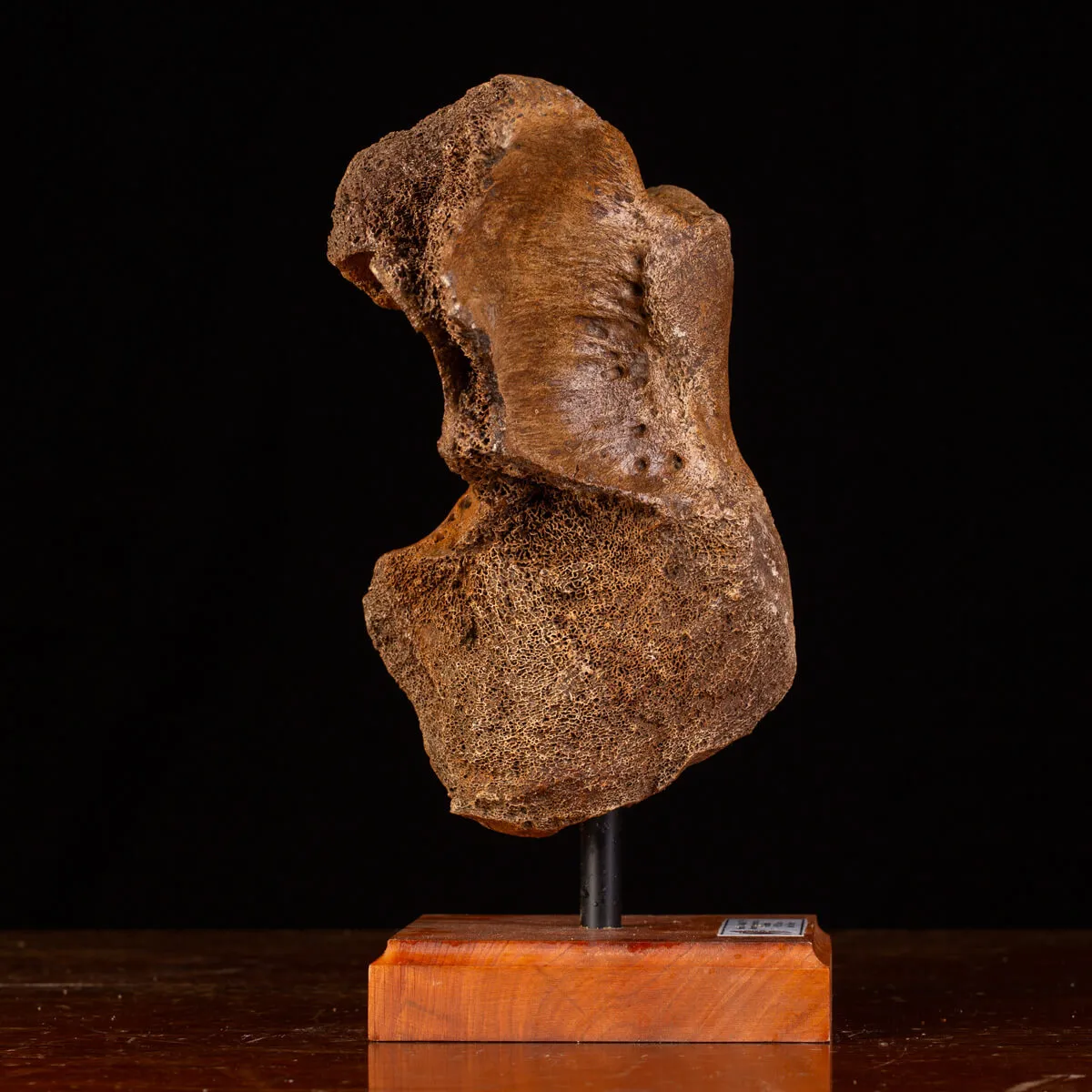 Legame di Ghiaccio: Omero di Mammuthus.