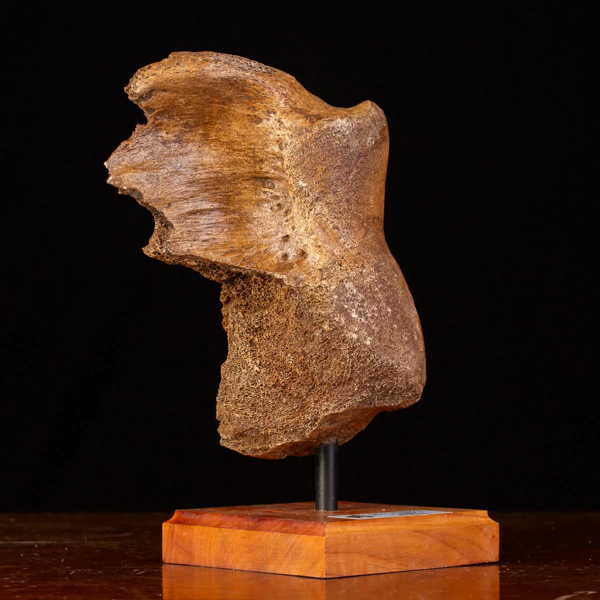 Legame di Ghiaccio: Omero di Mammuthus.