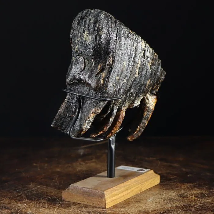 Molare di Mammut