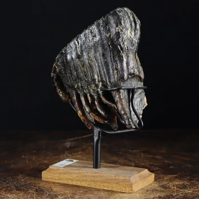 Molare di Mammut