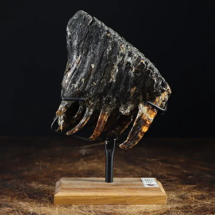 Molare di Mammut