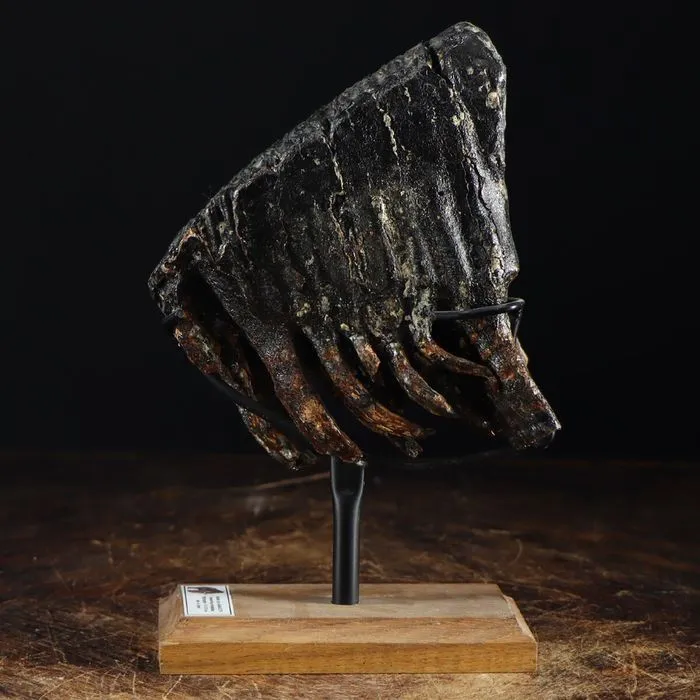 Molare di Mammut