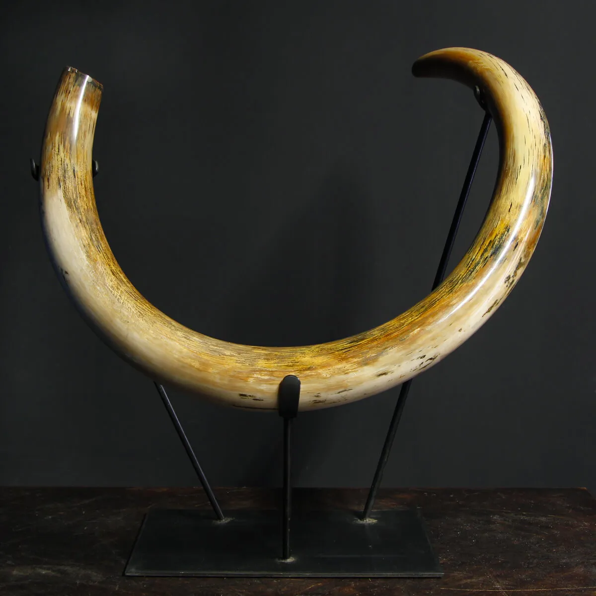 Zanna Avorio Mammut