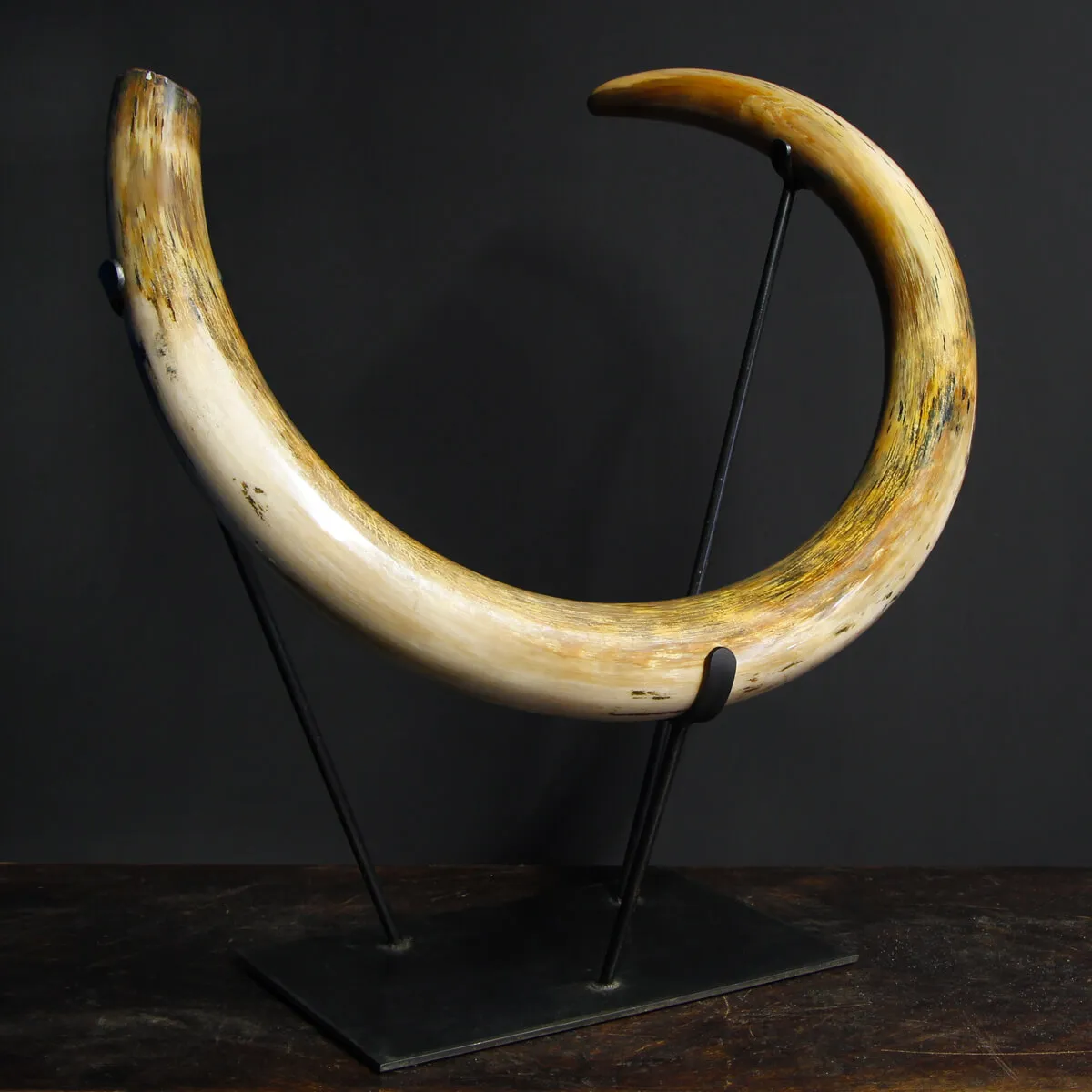 Zanna Avorio Mammut