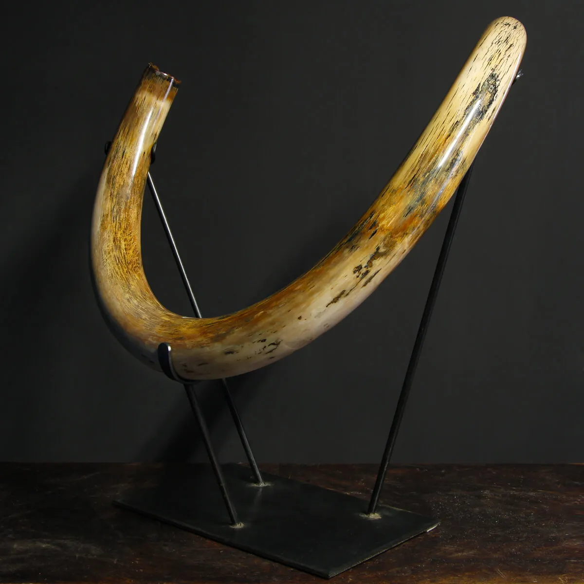 Zanna Avorio Mammut