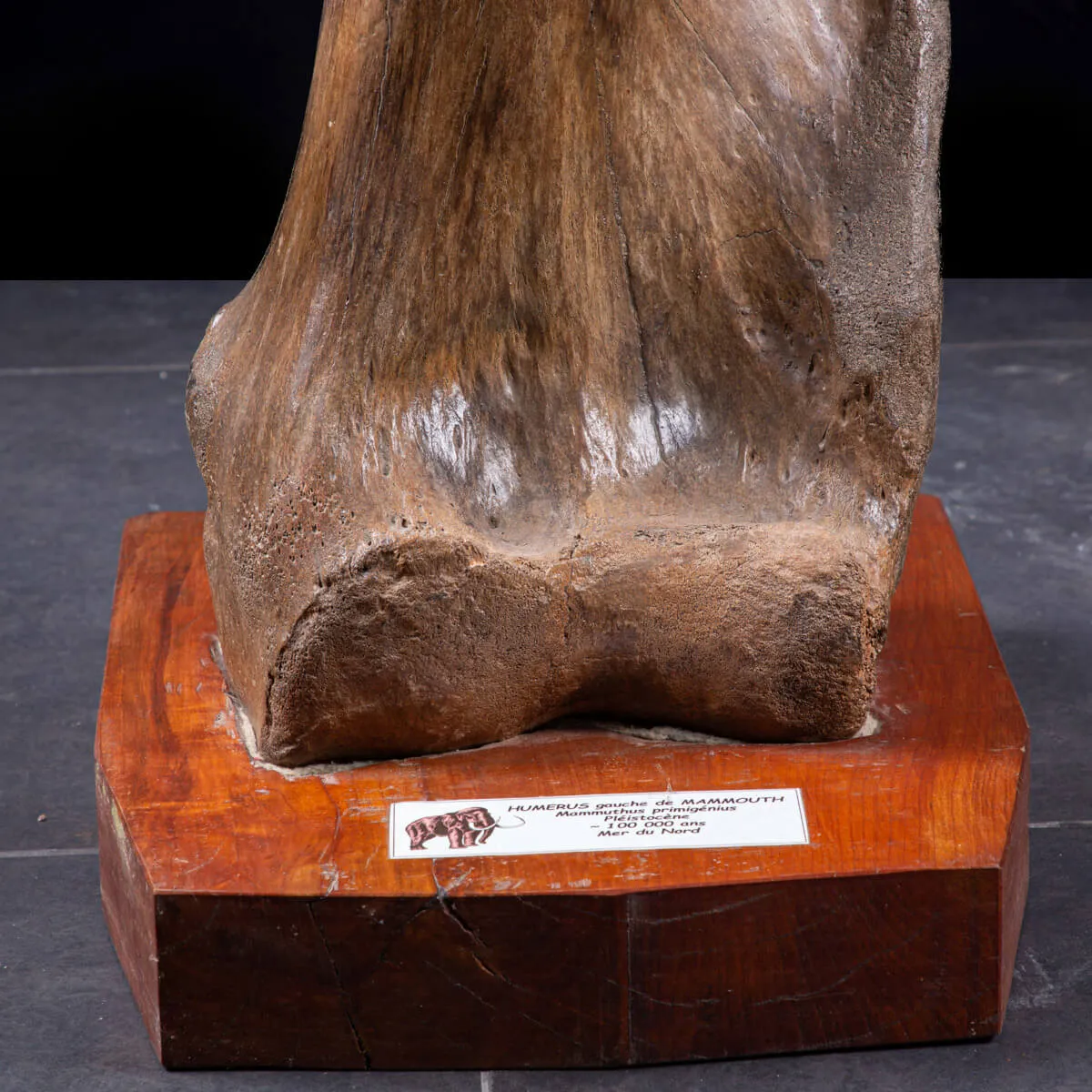 Omero di Mammut