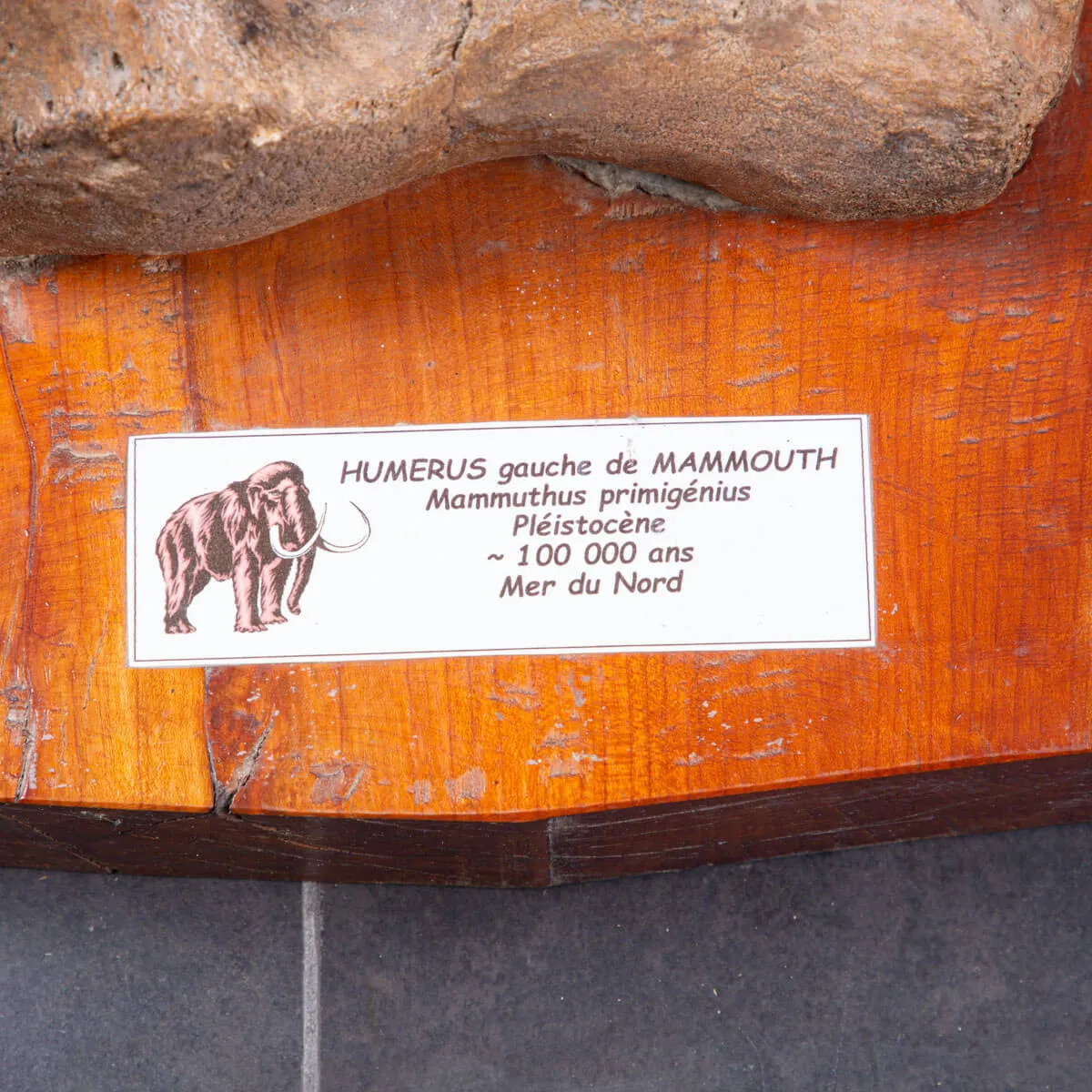Omero di Mammut
