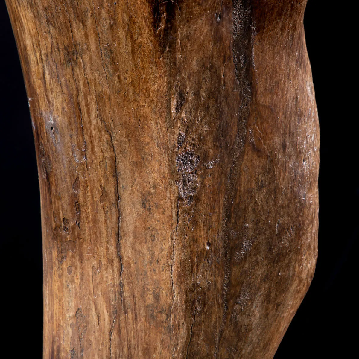 Omero di Mammut