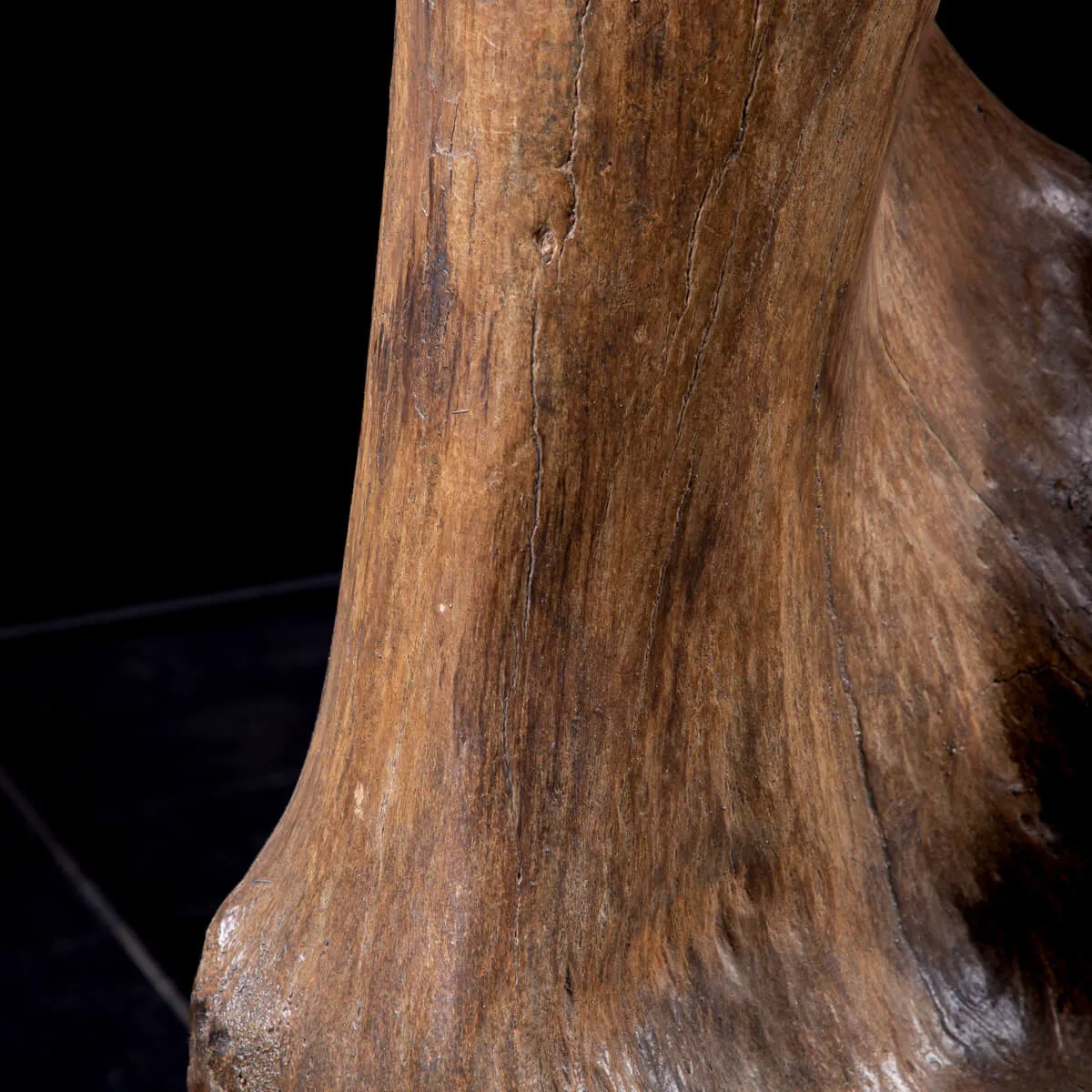 Omero di Mammut