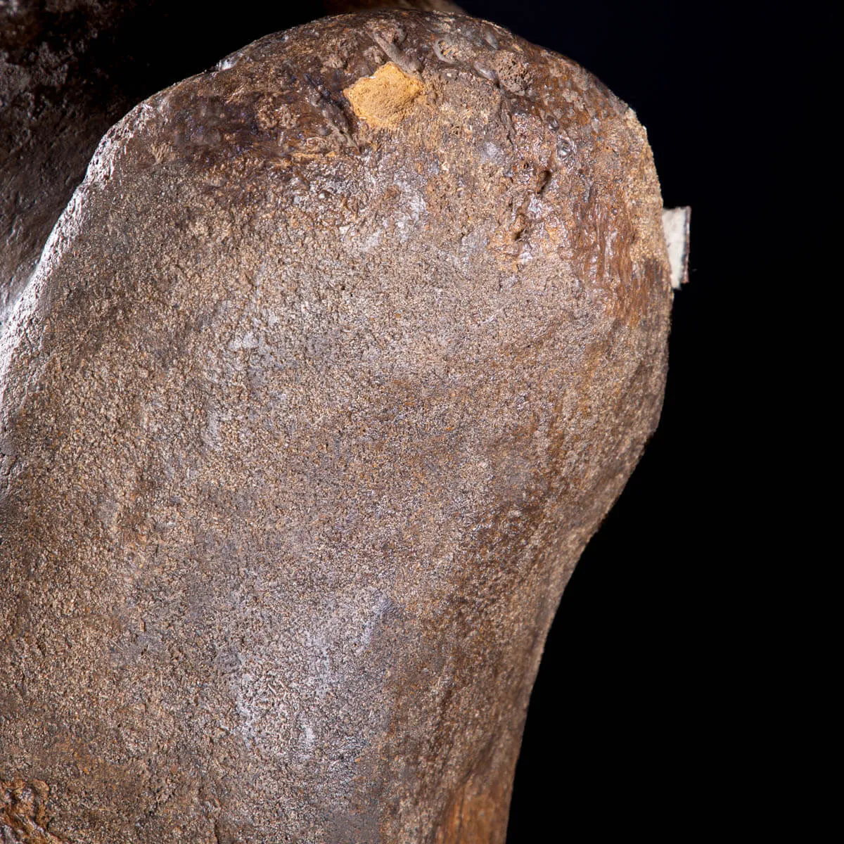 Omero di Mammut