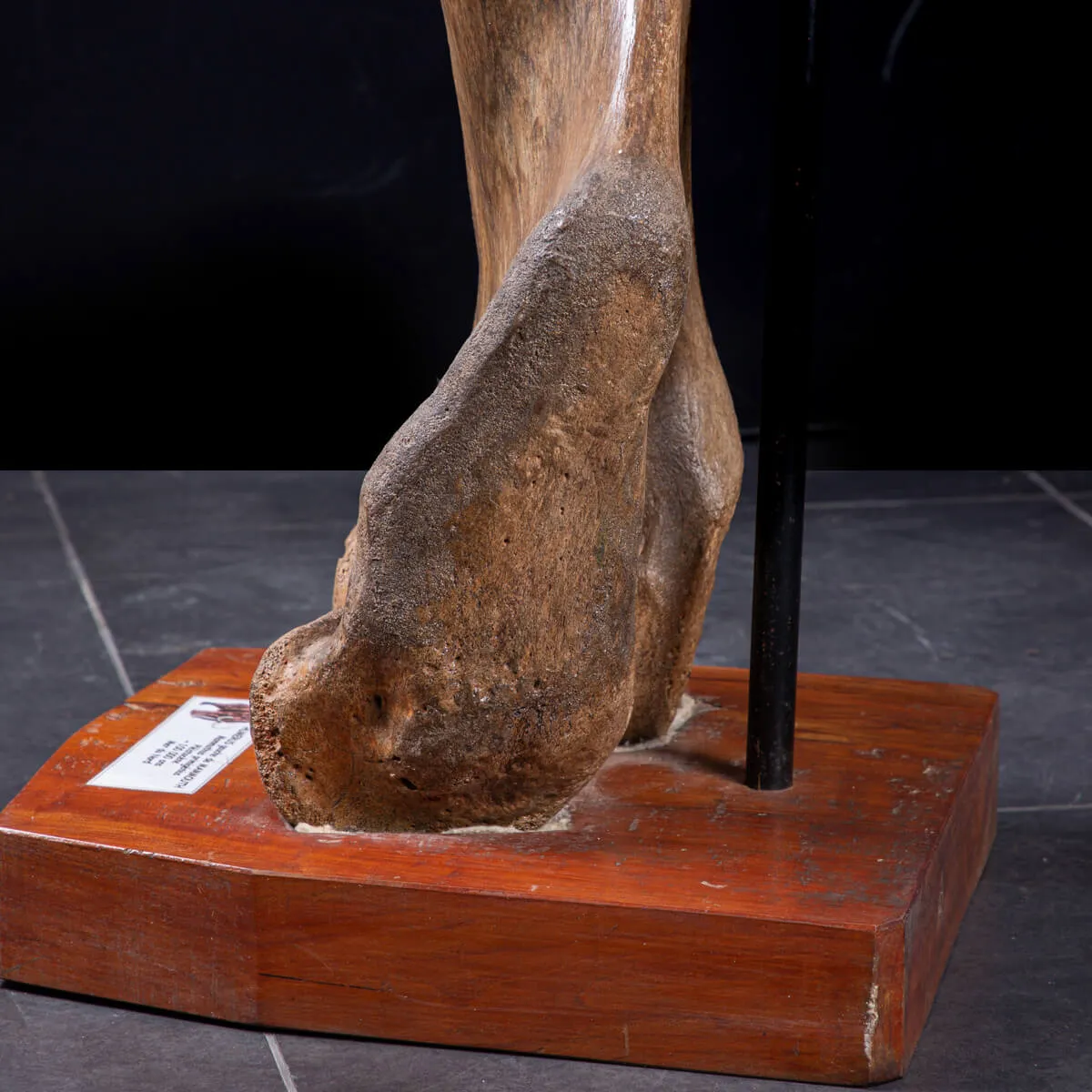 Omero di Mammut
