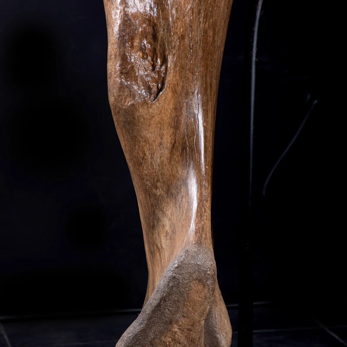 Omero di Mammut