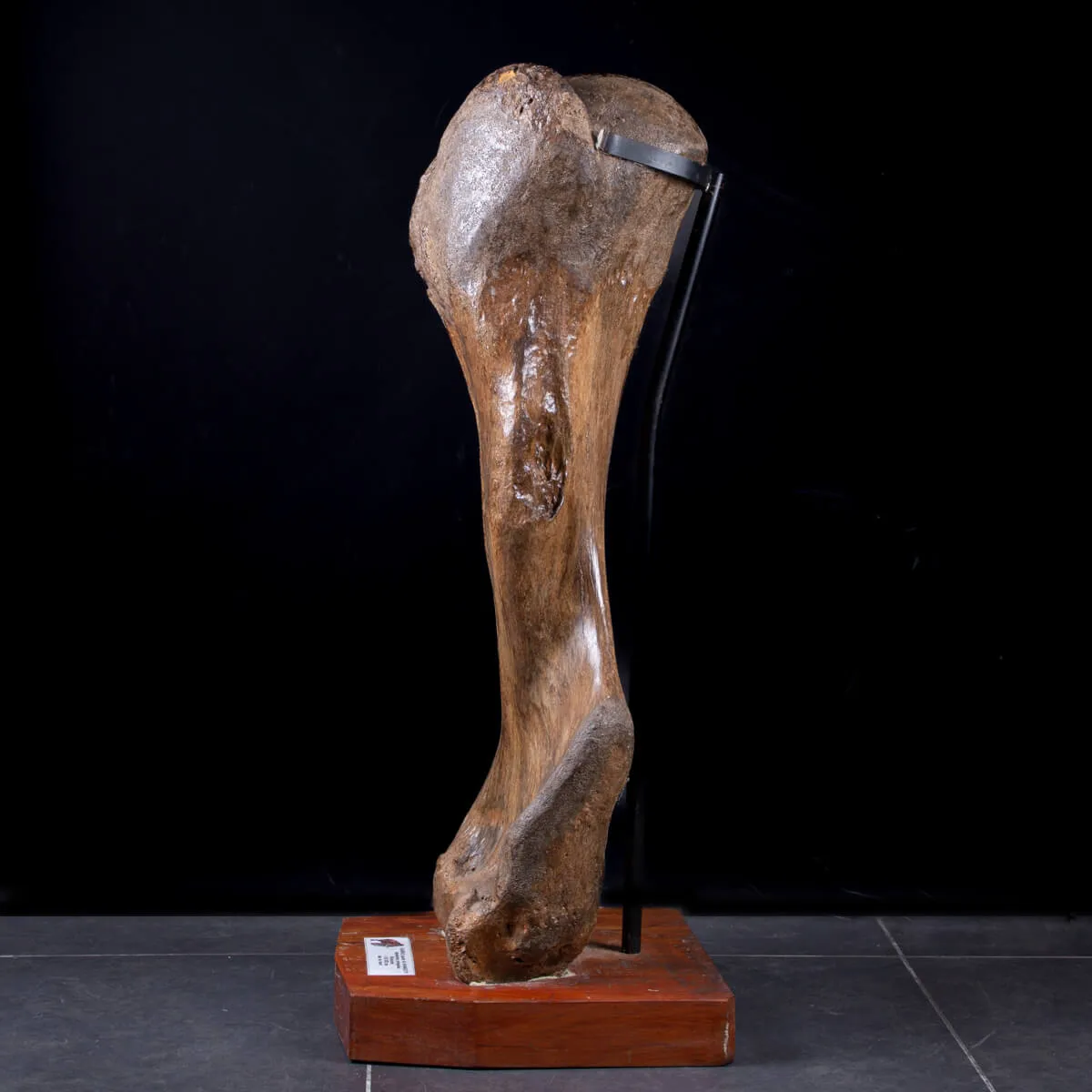 Omero di Mammut