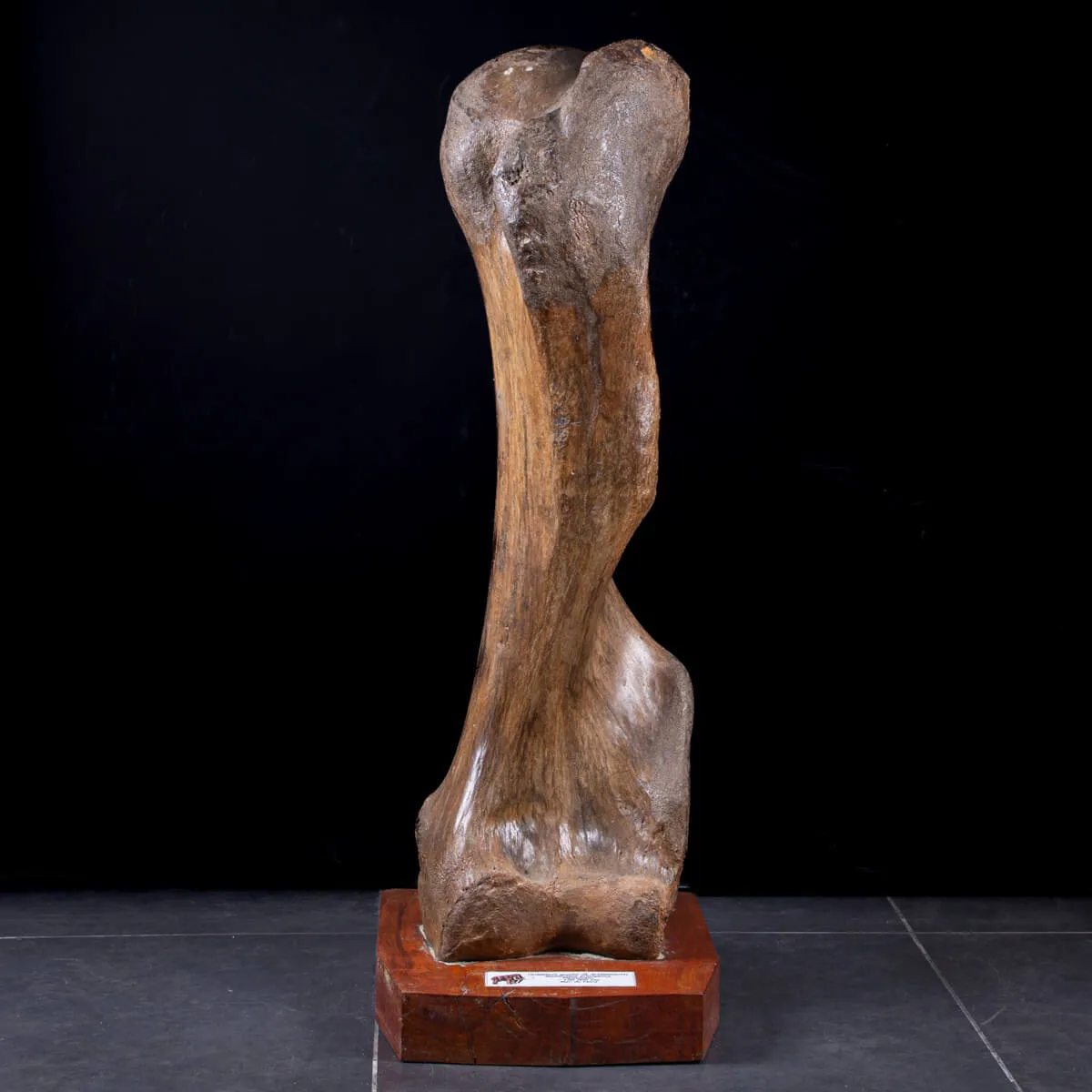 Omero di Mammut