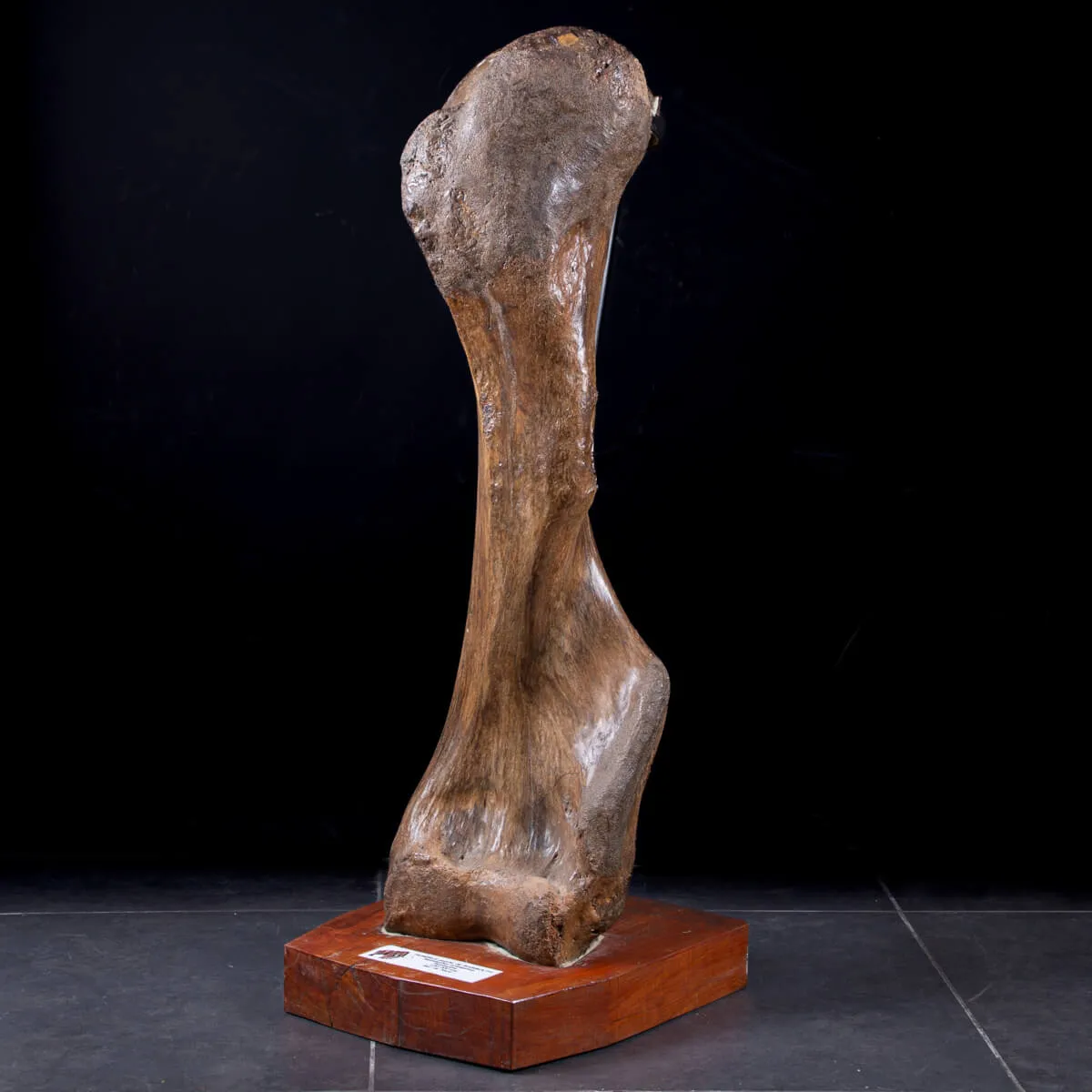 Omero di Mammut