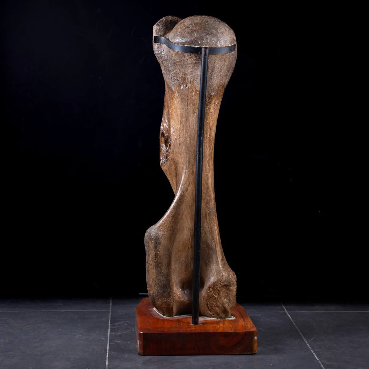 Omero di Mammut