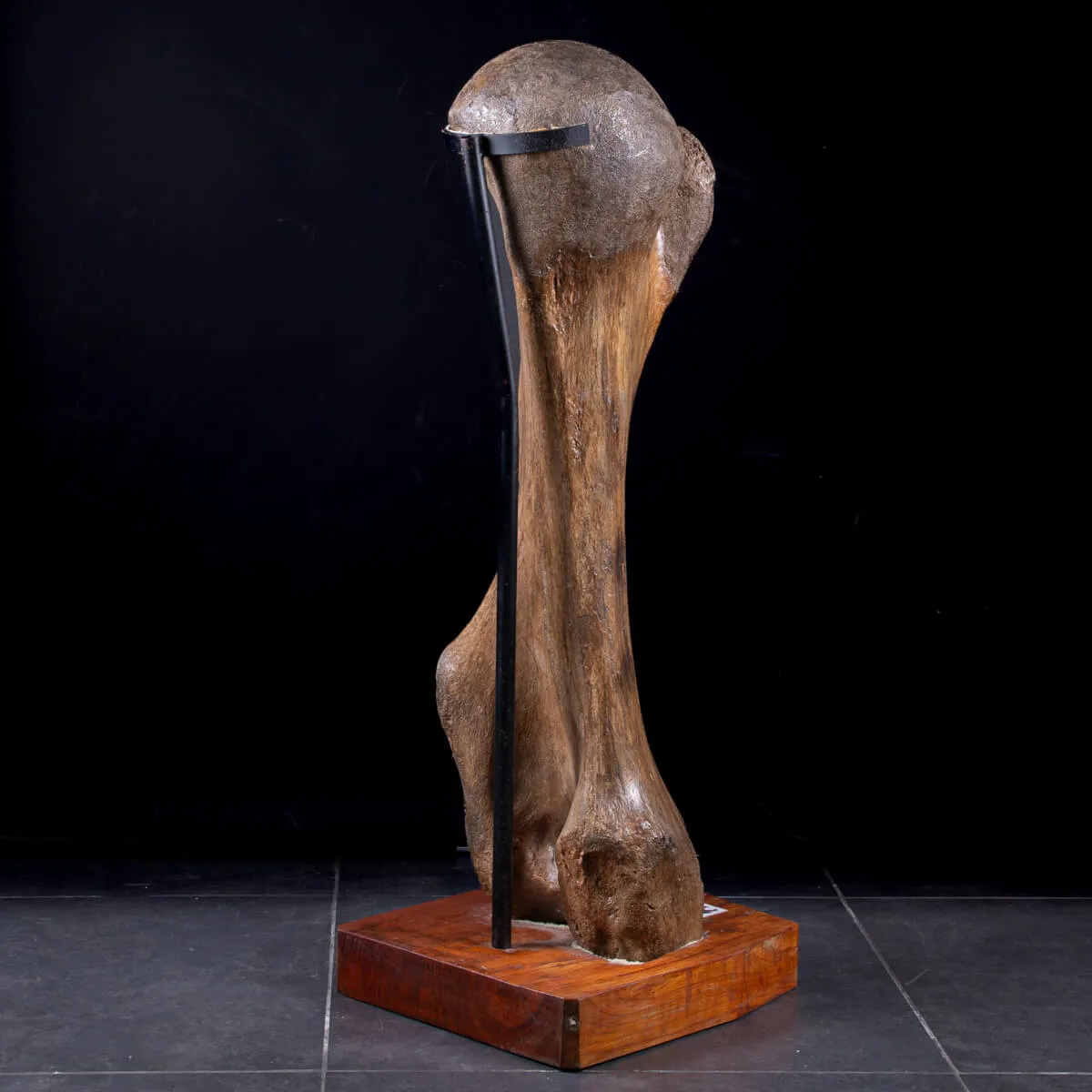 Omero di Mammut