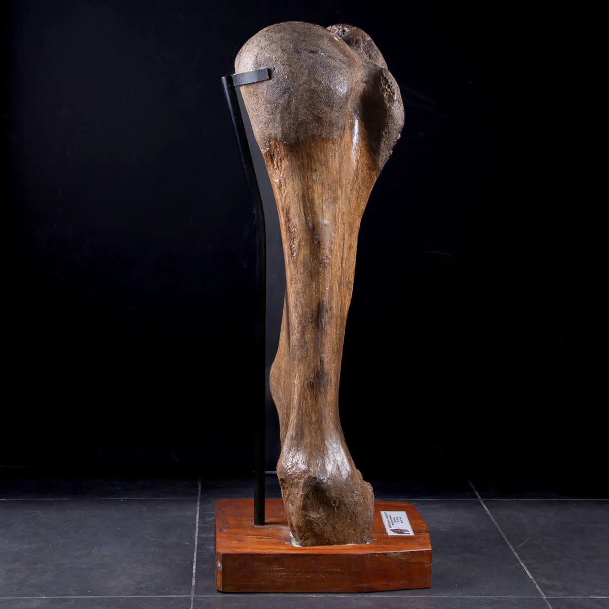 Omero di Mammut