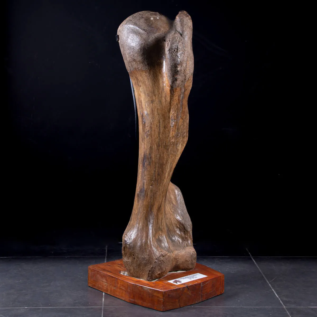 Omero di Mammut