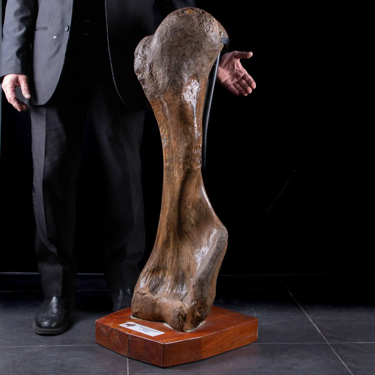 Omero di Mammut