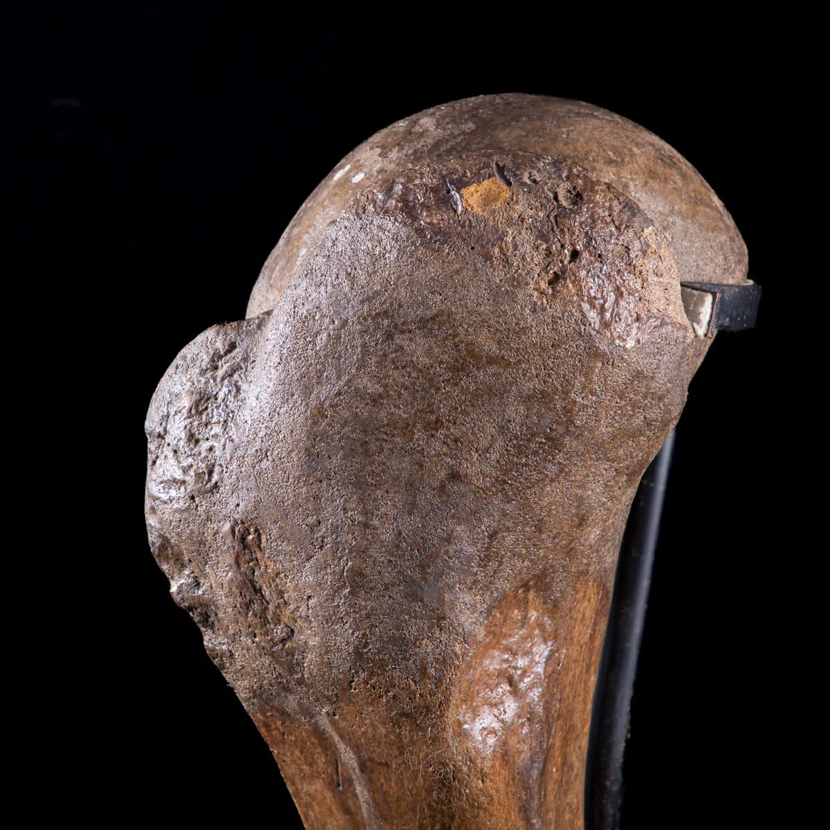 Omero di Mammut