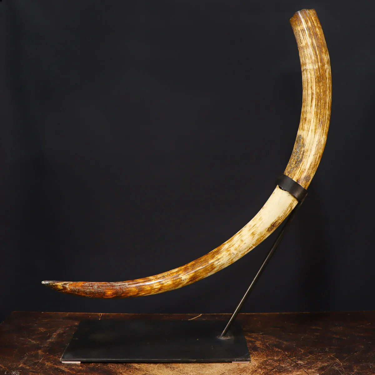 Zanna Avorio Mammut