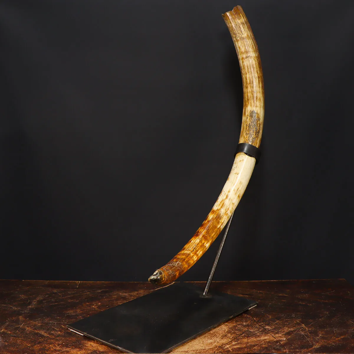 Zanna Avorio Mammut
