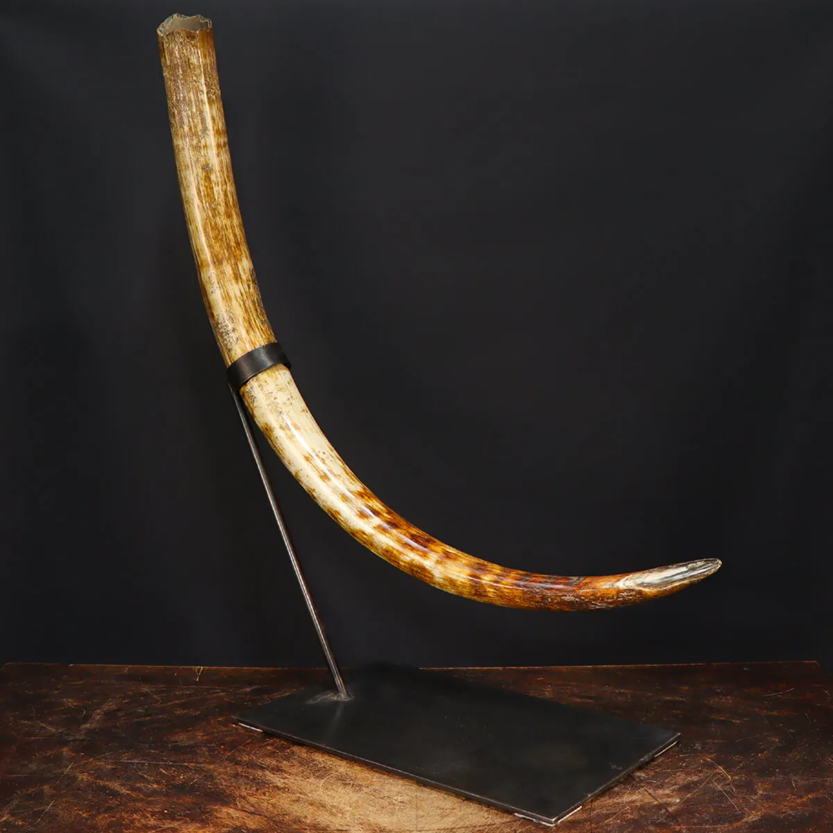 Zanna Avorio Mammut