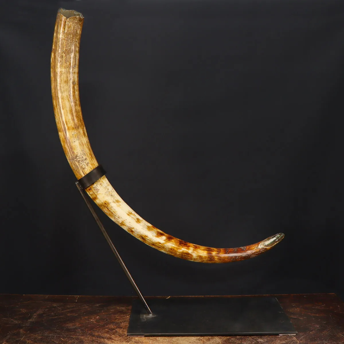 Zanna Avorio Mammut