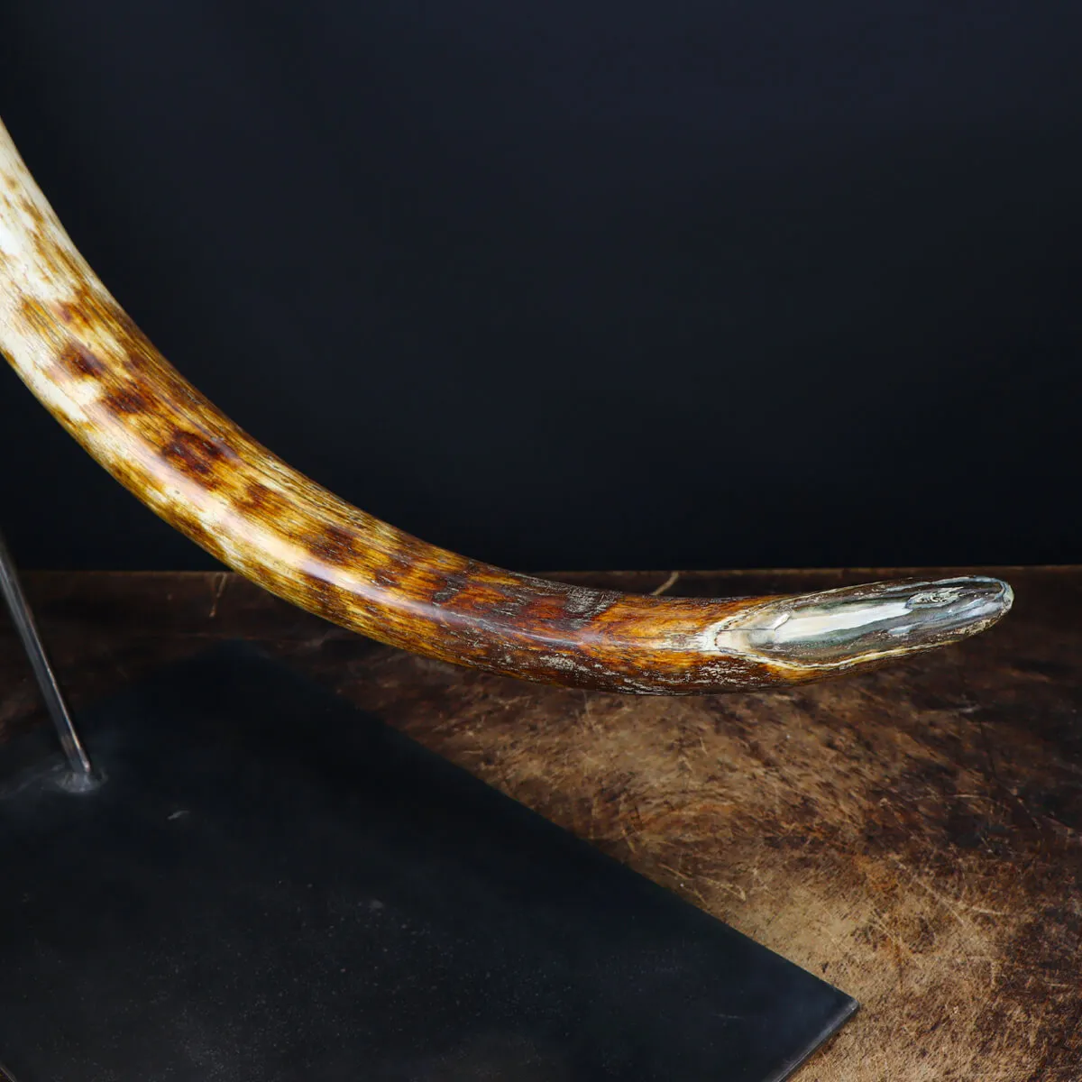 Zanna Avorio Mammut