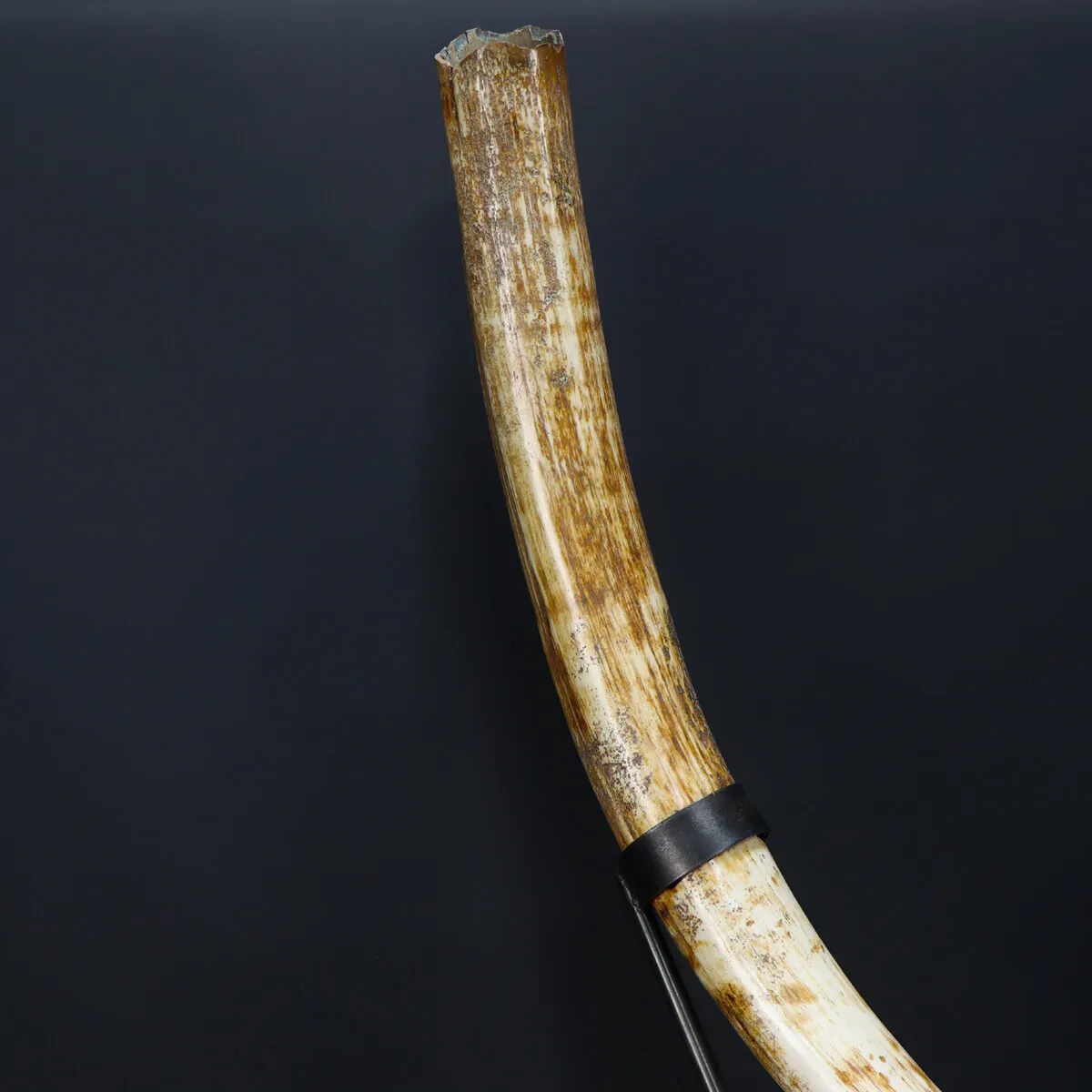 Zanna Avorio Mammut