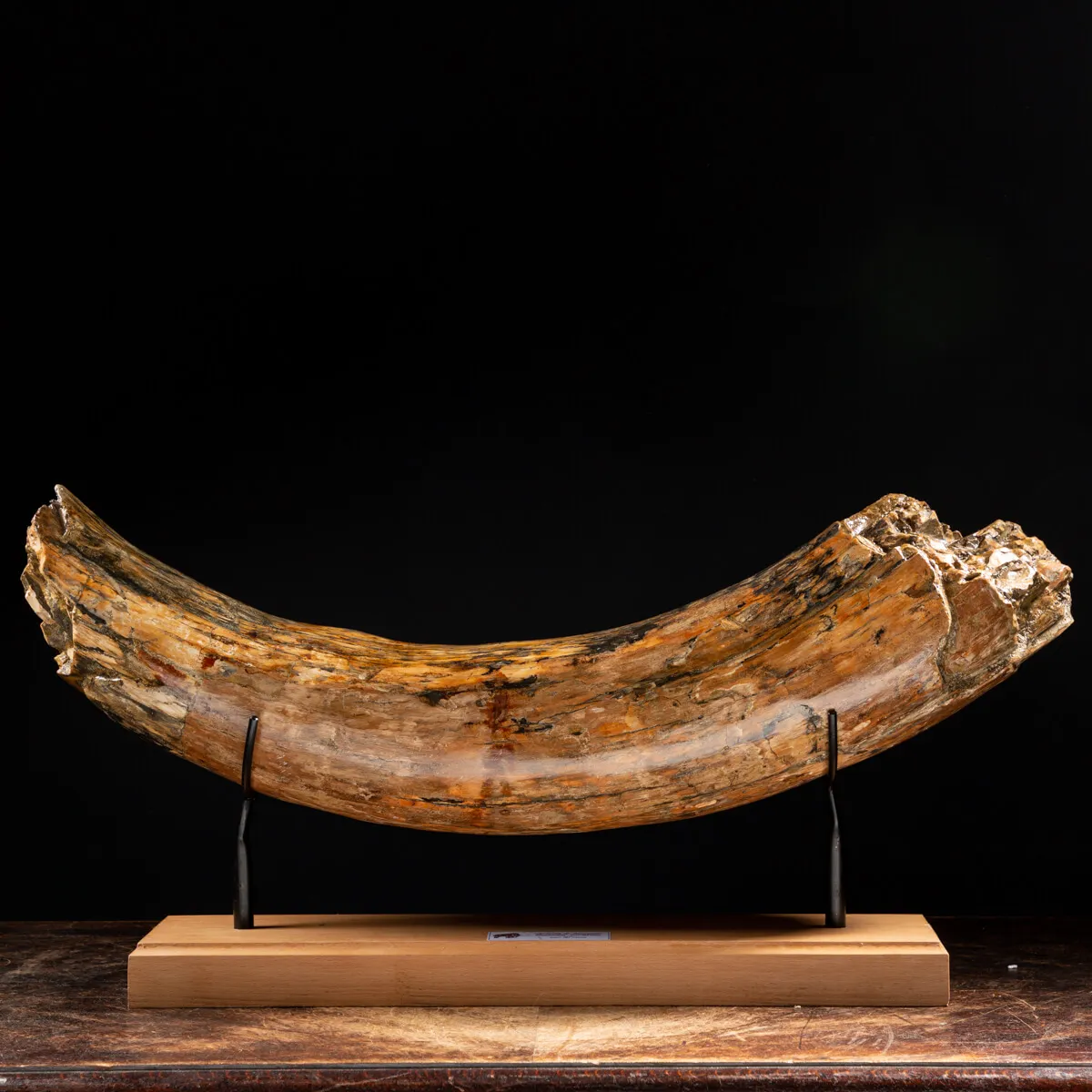 Zanna Avorio Mammut