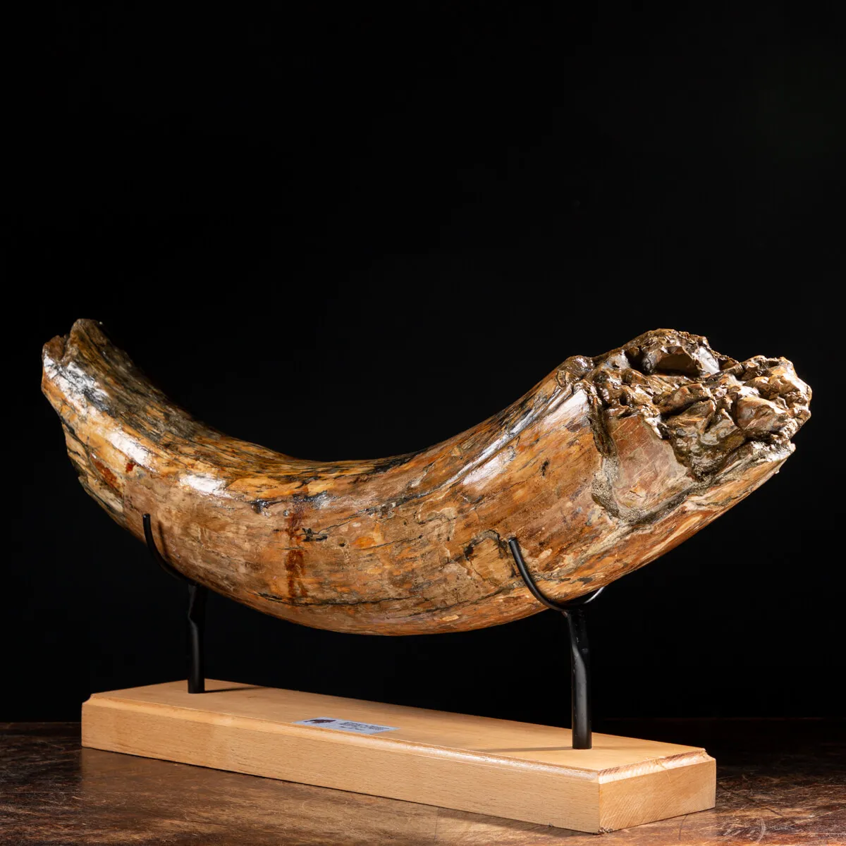 Zanna Avorio Mammut