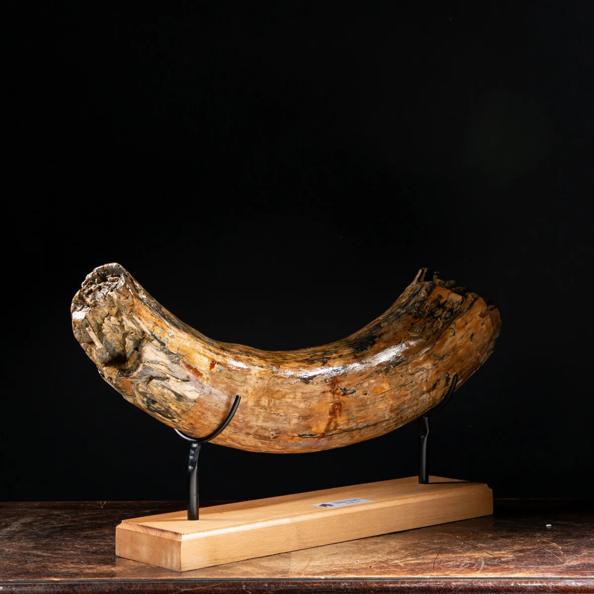 Zanna Avorio Mammut