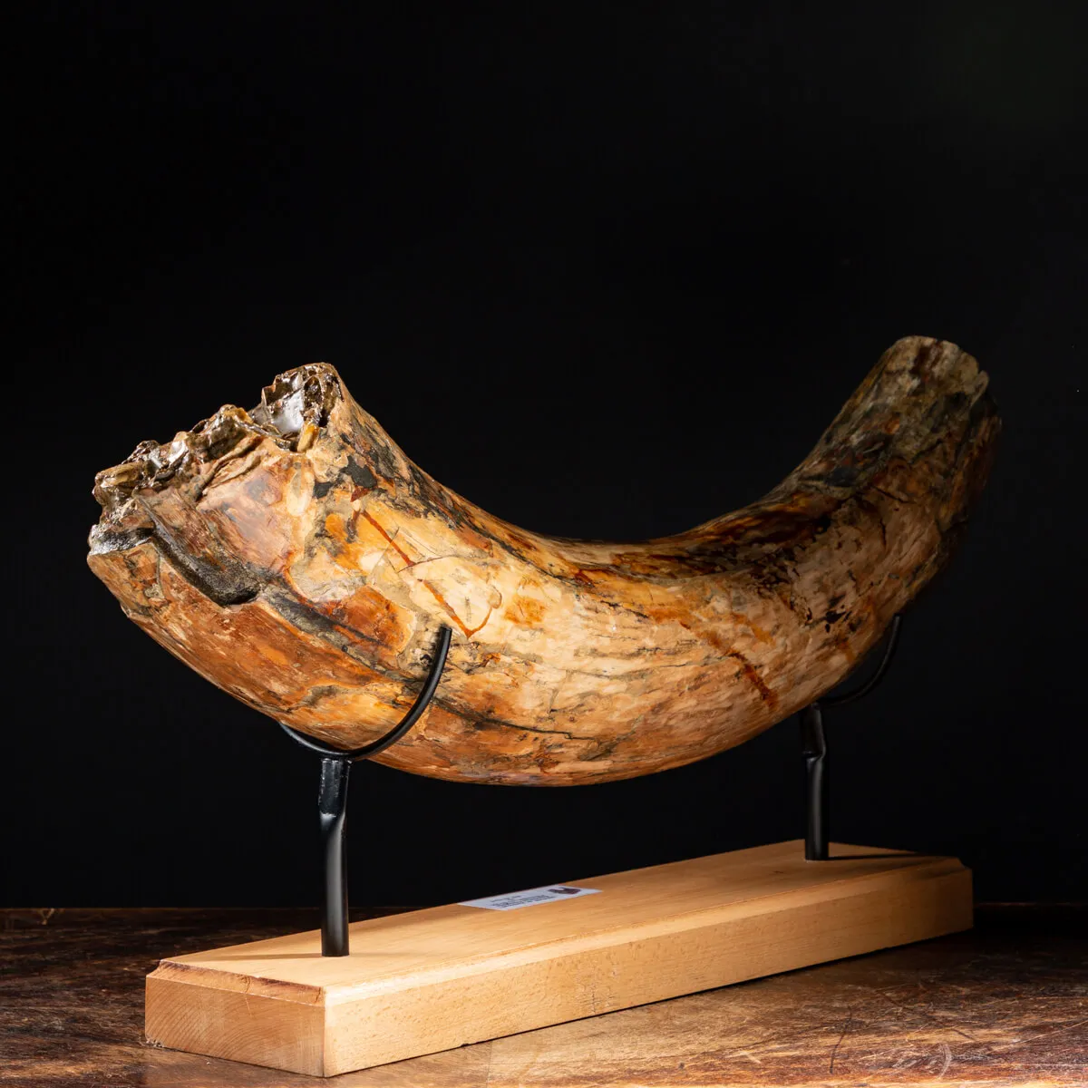 Zanna Avorio Mammut