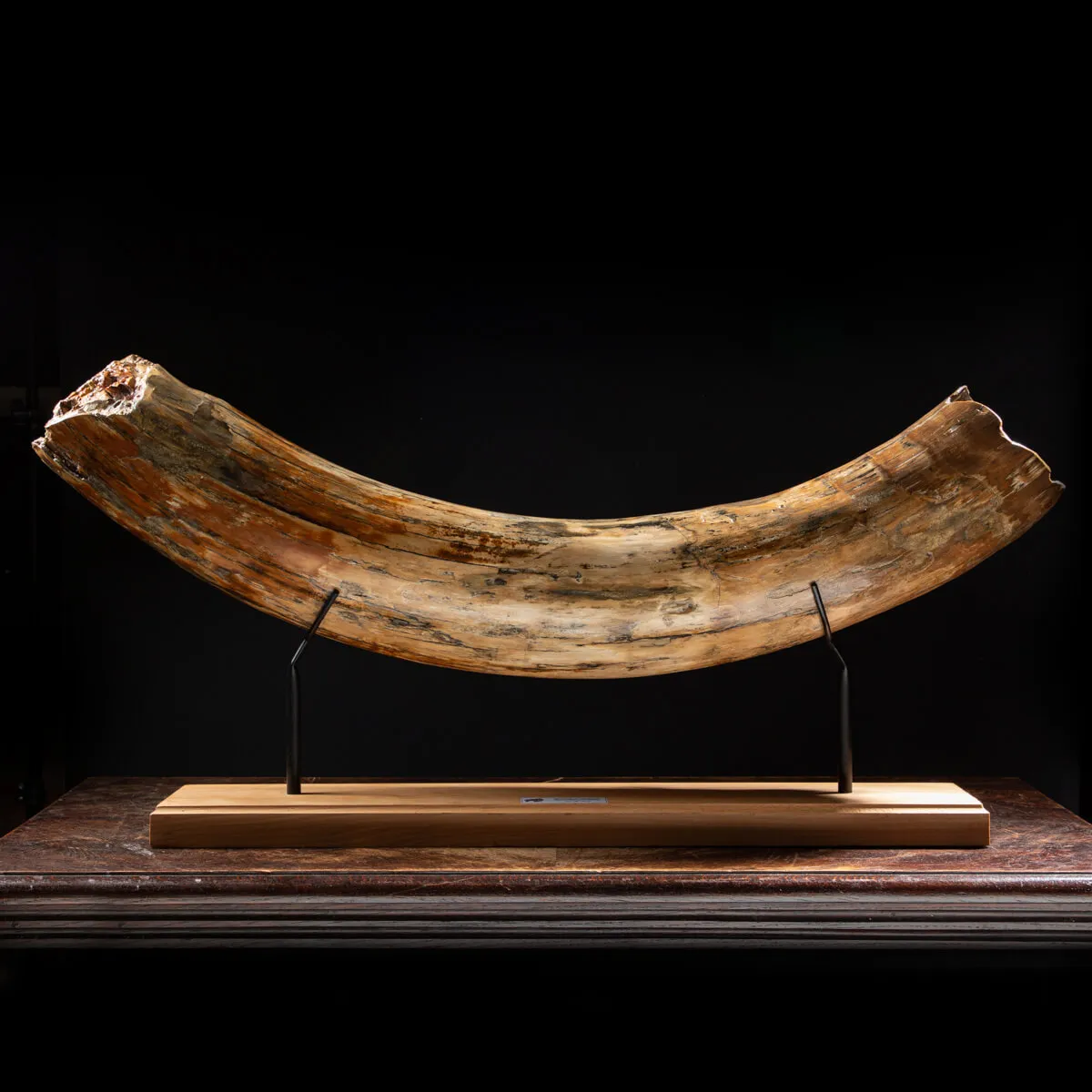 Zanna Avorio Mammut