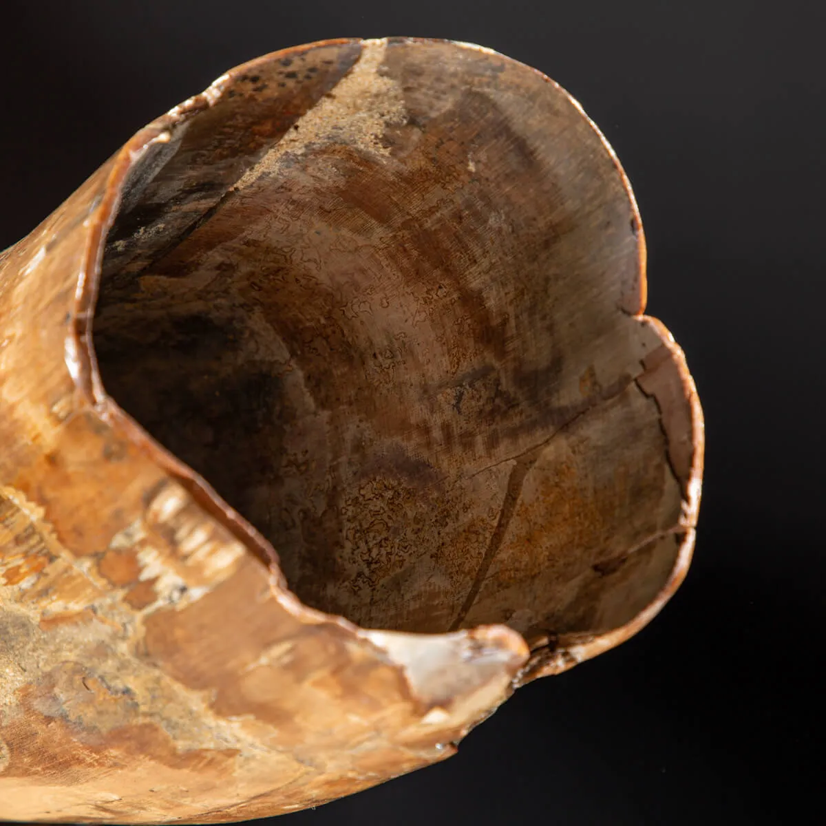 Zanna Avorio Mammut