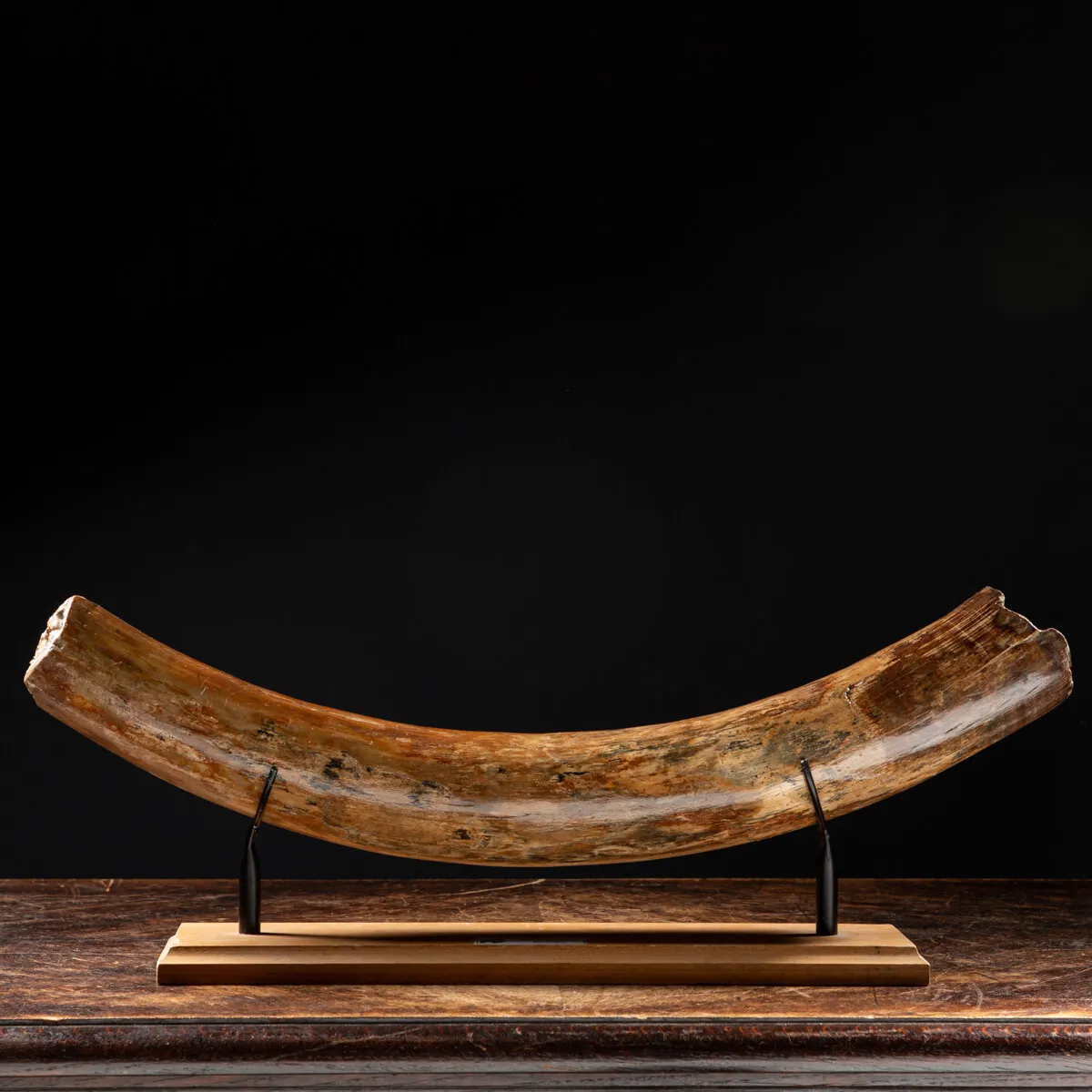 Zanna Avorio Mammut
