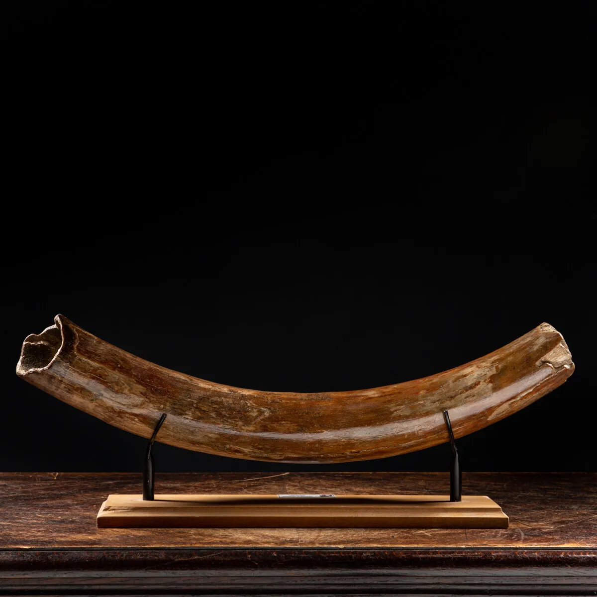 Zanna Avorio Mammut