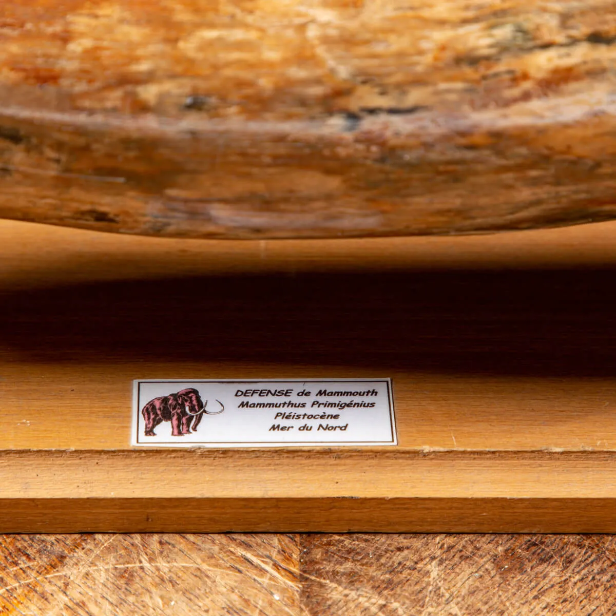 Zanna Avorio Mammut