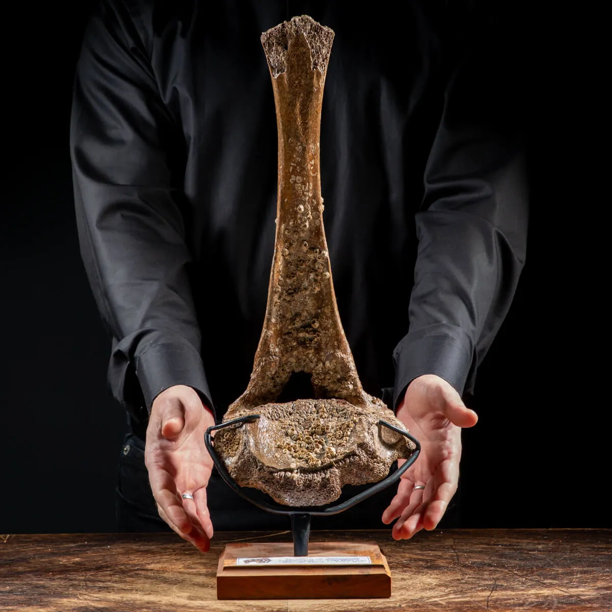 Vertebra Mammuthus Primigenius
