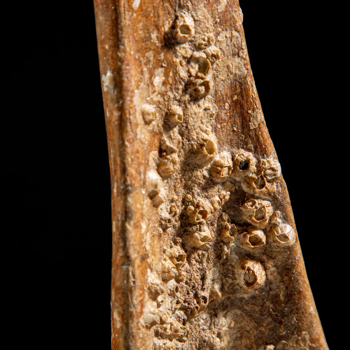 Vertebra Mammuthus Primigenius