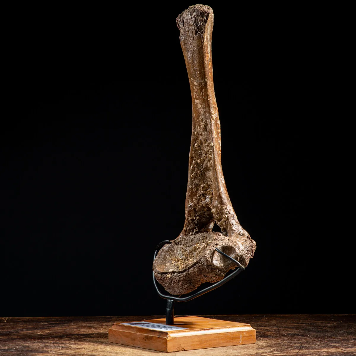 Vertebra Mammuthus Primigenius